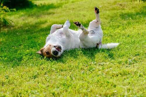 pies na trawie