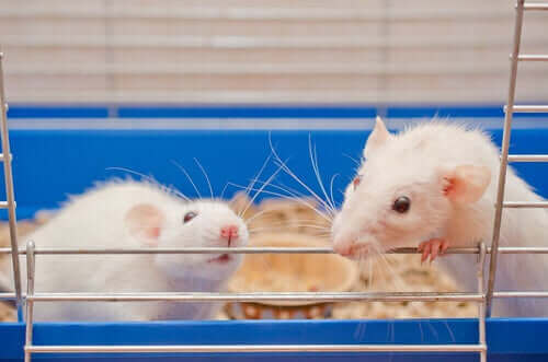 szczury laboratoryjne w klatce