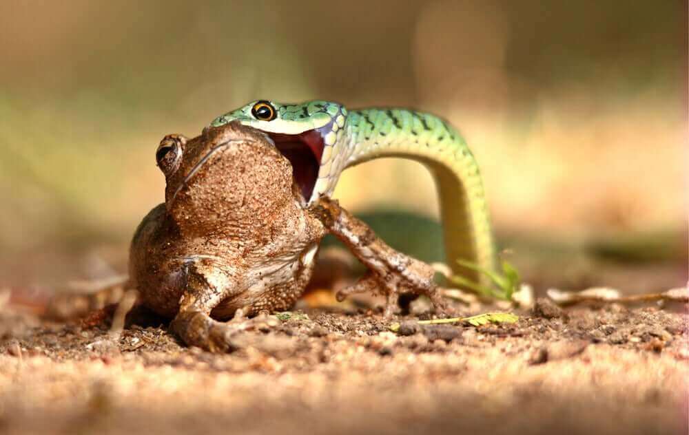 wąż jedzący żabę
