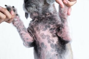 Zabiegi na alergiczne zapalenie skóry u psów