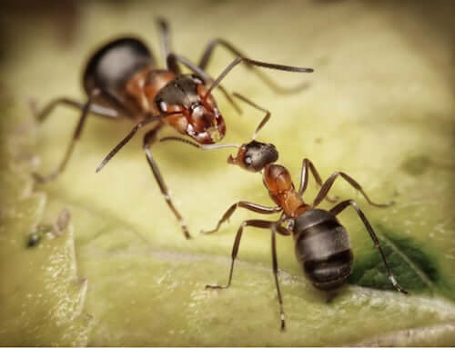 Mrówki żołnierze – dowiedz się o nich więcej