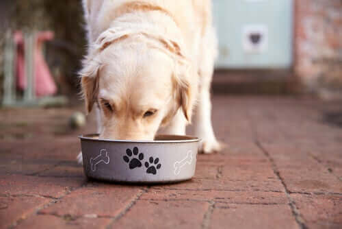 dieta psów z wrażliwym żołądkiem