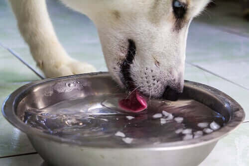 pies pijący wodę