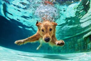 Pływanie dla psów – wszystko, co musisz wiedzieć