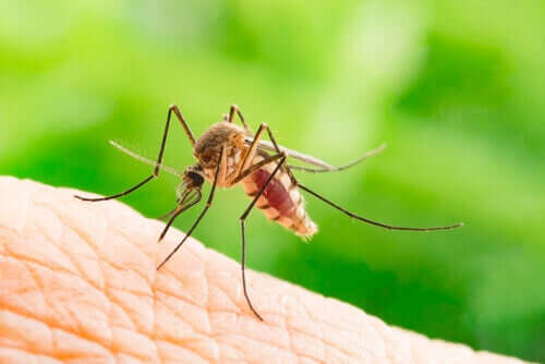 gryzący komar