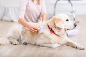 Linienie u psów: jak długo trwa i jak się na nie przygotować?