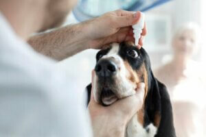 Owrzodzenie rogówki u psa - porady i leczenie