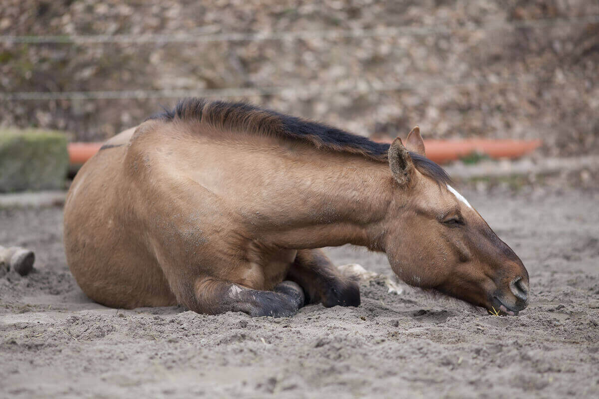 leczenie kolki u koni