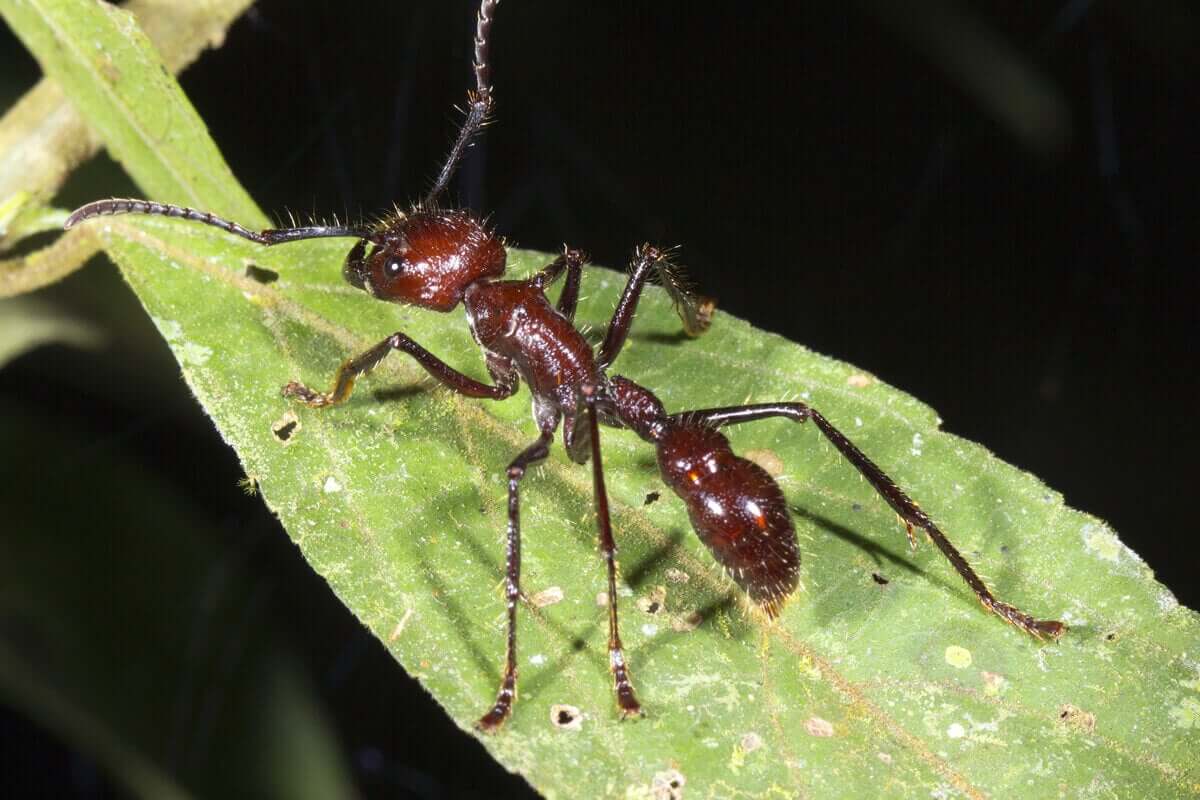 mrówka na liściu Paraponera clavata