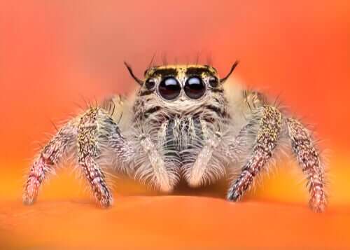 Najbardziej urocze pająki w królestwie zwierząt