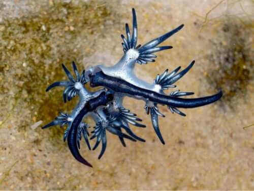Ślimaki nagoskrzelne – poznaj klejnoty świata podwodnego