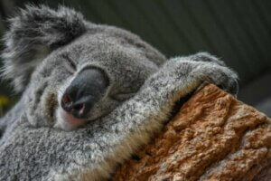 Miś koala jest mistrzem w adaptacji do środowiska