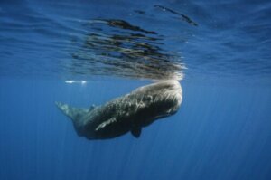 Oto wieloryb, który został uratowany przed śmiercią