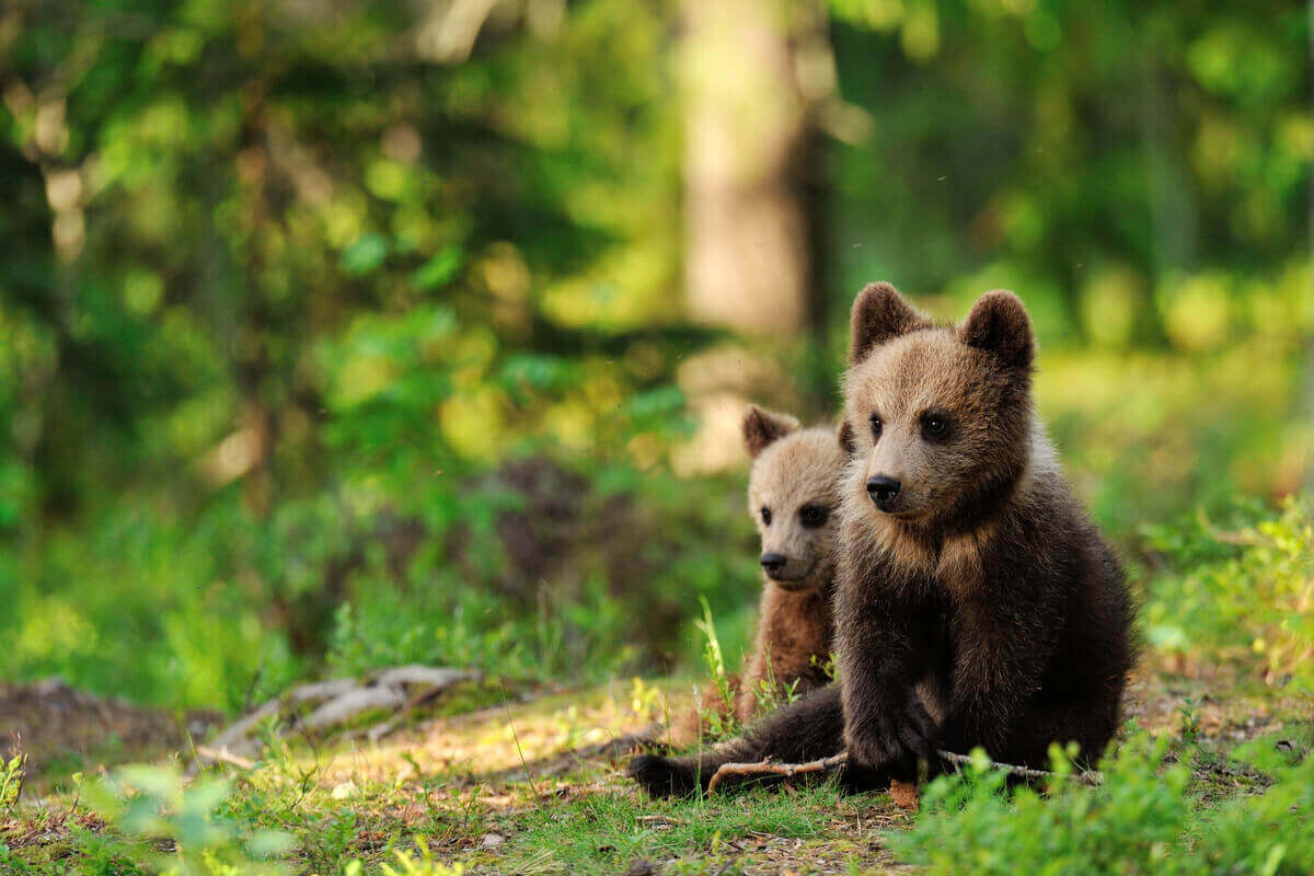 młode niedźwiedzie w lesie