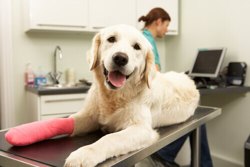 Opieka pooperacyjna w zabiegach ortopedycznych psa