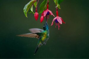5 mało znanych ptaków, które żywią się nektarem