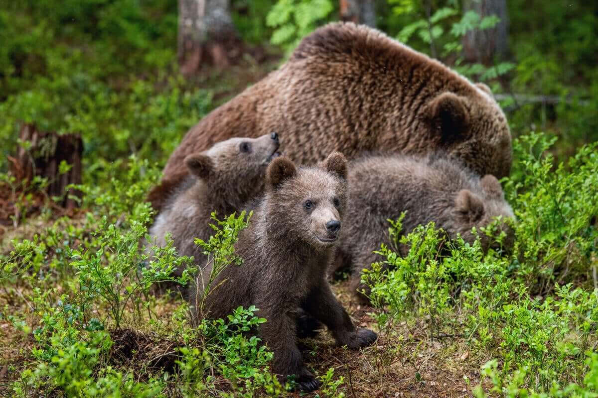 rodzina niedźwiedzi w lesie