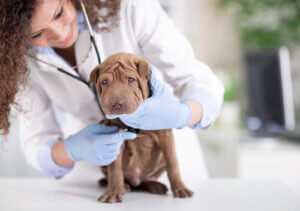 Wstrząs u psów i kotów – ocena i diagnostyka