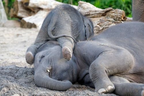 Dwa słonie azjatyckie śpią jeden na drugim