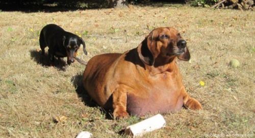 Historia Obiego - otyły pies na plaży