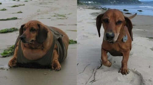 Historia Obiego: pies, który schudł 25 kg