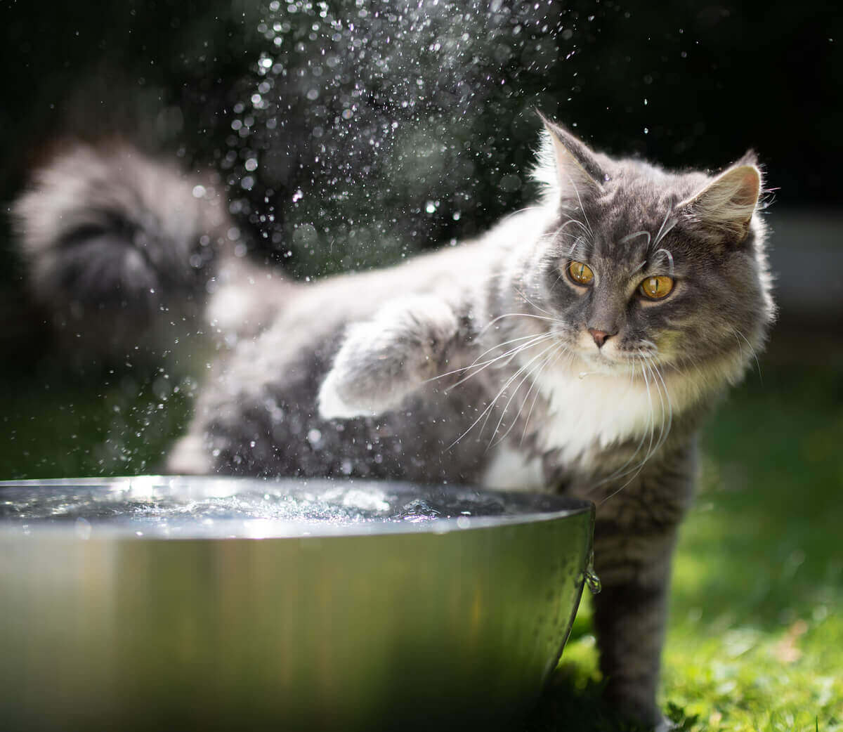 kot bawiący się wodą