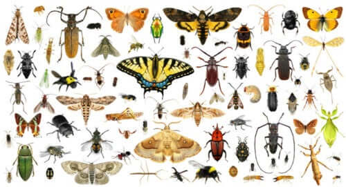 Ilustracja różnych gatunków owadów