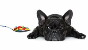 Witaminy dla psa: niezbędne składniki w diecie pupila