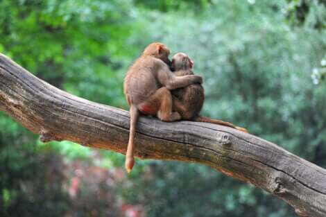 Przytulające się małpki, uczucia i emocje u zwierząt
