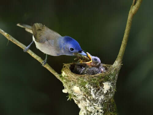 Ptak karmi swoje pisklę