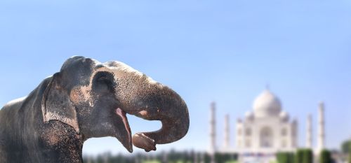 Słoń azjatycki w Indiach