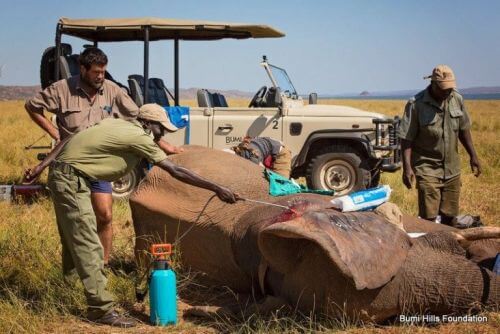 Akcja ratunkowa dla postrzelonego słonia