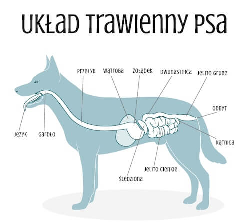 układ trawienny psa