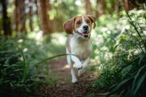 Psy rasy beagle - najczęstsze choroby