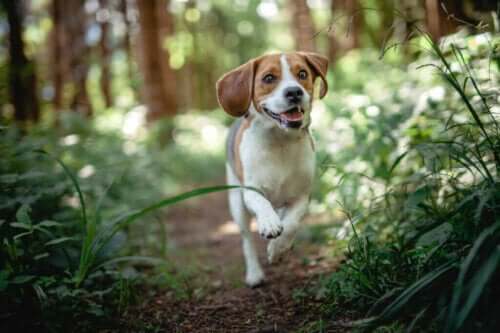 Psy rasy beagle – najczęstsze choroby