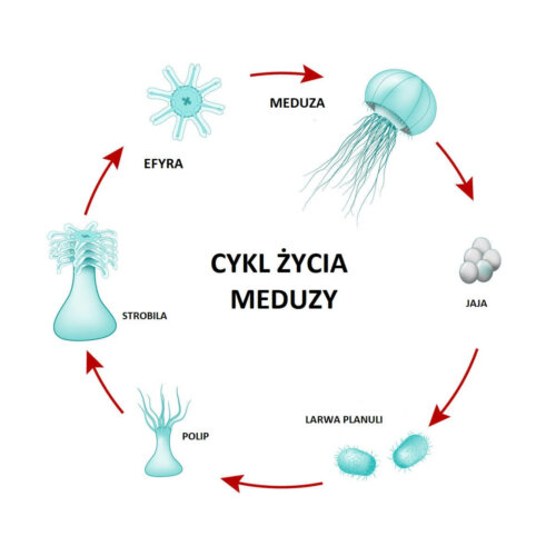 Cykl życia meduzy