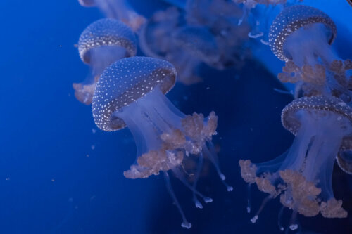 Meduzy w głębi morskiej
