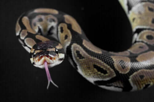 Węże niejadowite: poznaj ich najpowszechniejsze rodzaje
