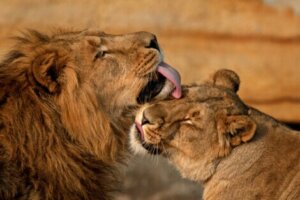 całujące się lwy