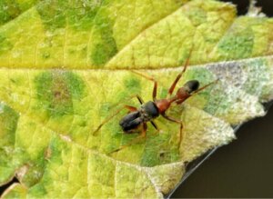 Pająki mrówkopodobne: Genus Myrmarachne