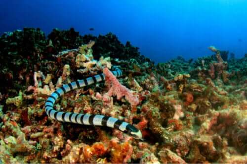 Wąż morski