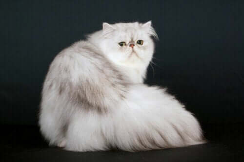 Biały kot perski