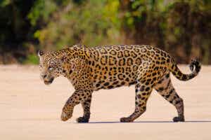 Chodzący jaguar