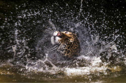 Gepard w kąpieli, jeden z najszybszych kotów
