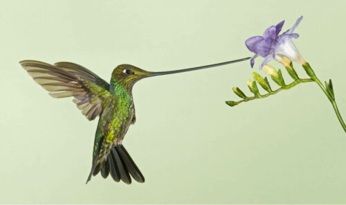 Koliber ssie nektar z kwiatka