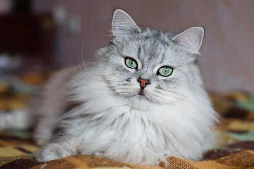 Kot perski, jeden z najdroższych ras kotów