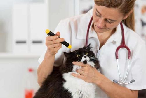 Kot u weterynarza - badanie wzroku