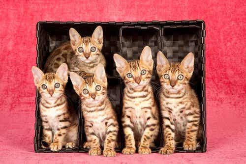 Koty bengalskie, jedne z najdroższych ras kotów