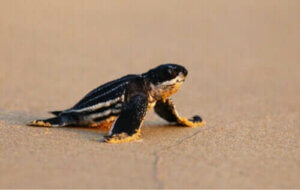 Małe żółwie skórzaste: dlaczego gubią drogę?