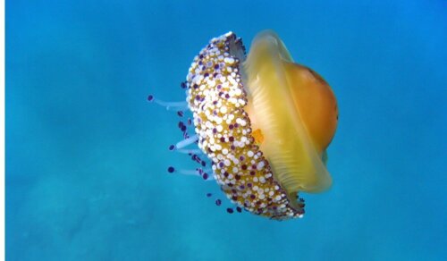 Meduza wygląda jak jajko sadzone i pływa w basenie